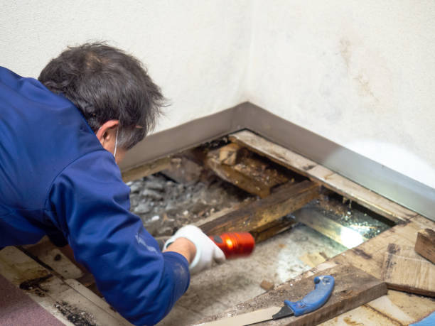 Best Emergency Mold Removal  in Kamas, UT
