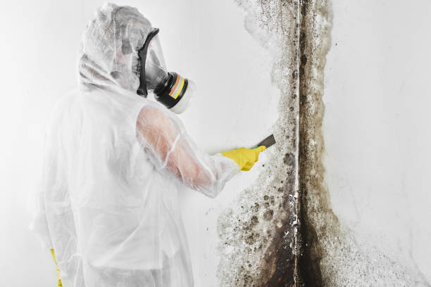 Best Mold Remediation  in Kamas, UT