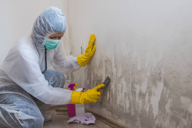 Best Commercial Mold Removal  in Kamas, UT