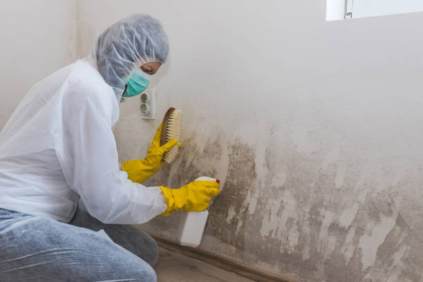 Best Black Mold Removal  in Kamas, UT