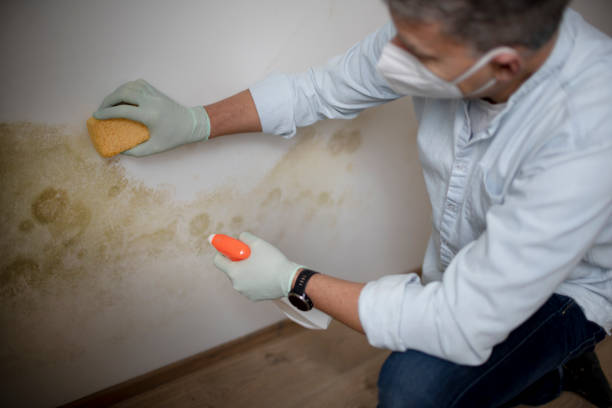Best Attic Mold Removal  in Kamas, UT