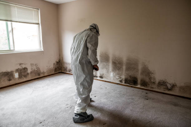 Best Same-Day Mold Removal  in Kamas, UT