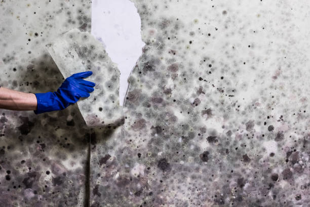 Best Home Mold Removal  in Kamas, UT