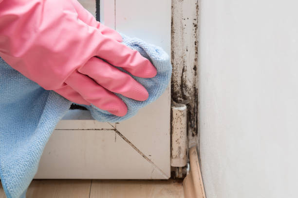 Best Mold Damage Repair  in Kamas, UT